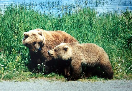 [grizzly_mother_and_a_cub.jpg]
