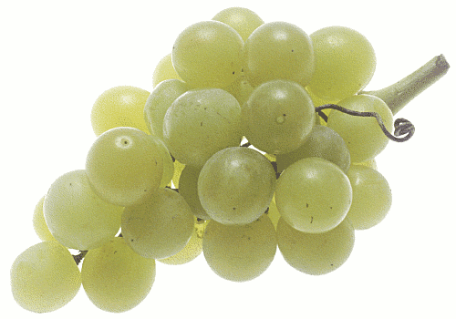 [grapes_large.png]