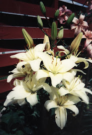 Asiatic Lily "Roma"