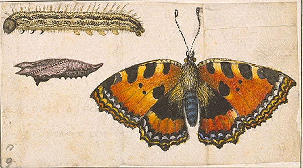 Orange and black butterfly, caterpillar, and pupa