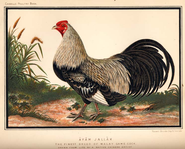 Malay Game Cock