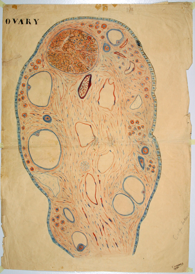 Cross section of Ovary from Lebanese Medical Instruction poster 1940s