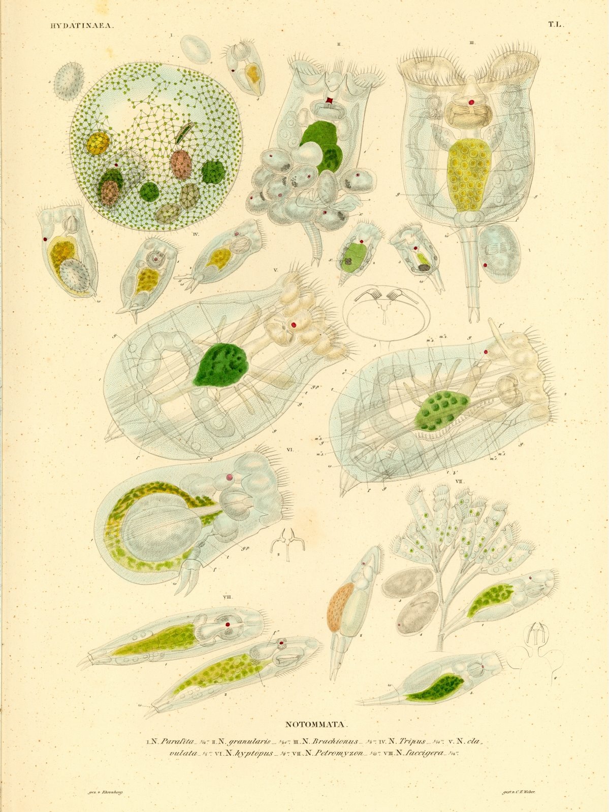 [Hydatinaea,+Notommata+-+parasita,+granularis,+brachionus,+tripus,+clavulata+...jpg]