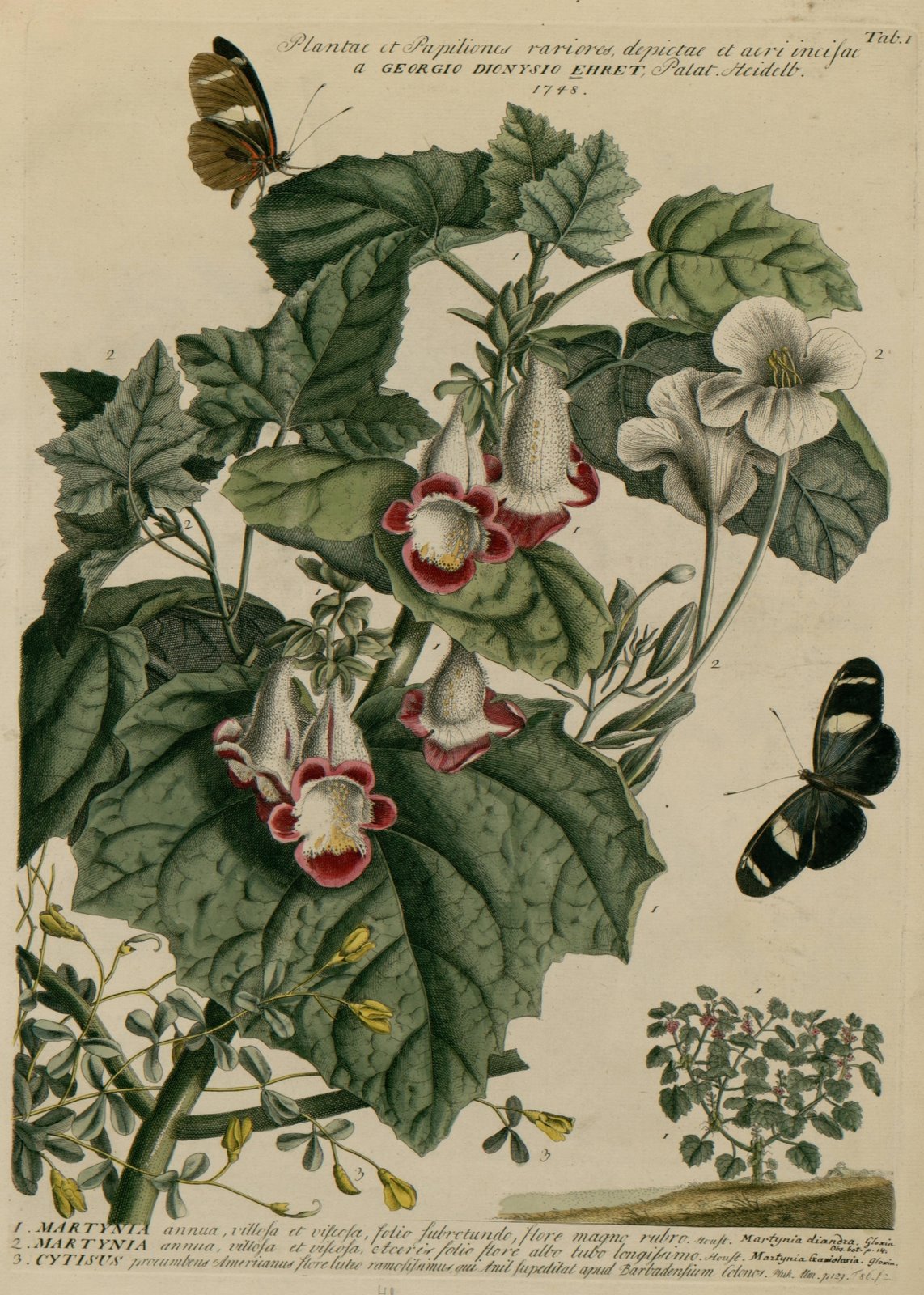 Martynia - flower illustrations by Georg Dionys Ehret