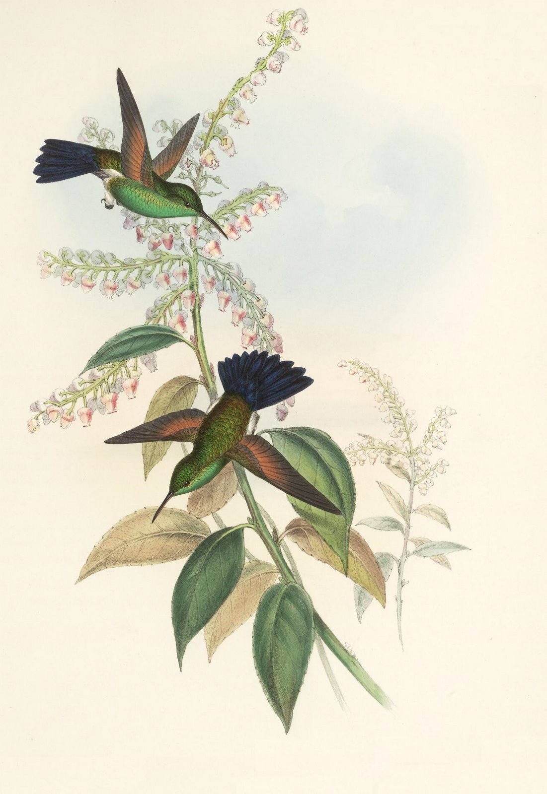 Amazilia cyanura - coloured bird illustration