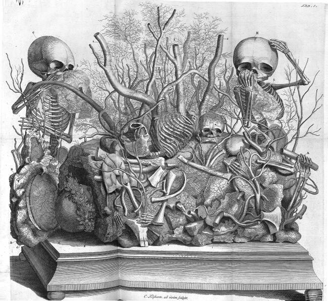 Cabinet of Curiosities - foetal skeletons