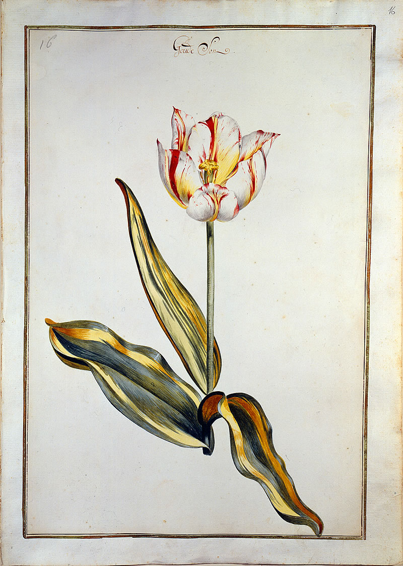watercolour painting from Karlsruher Tulpenbuch