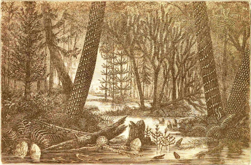 forest in the Coal Period