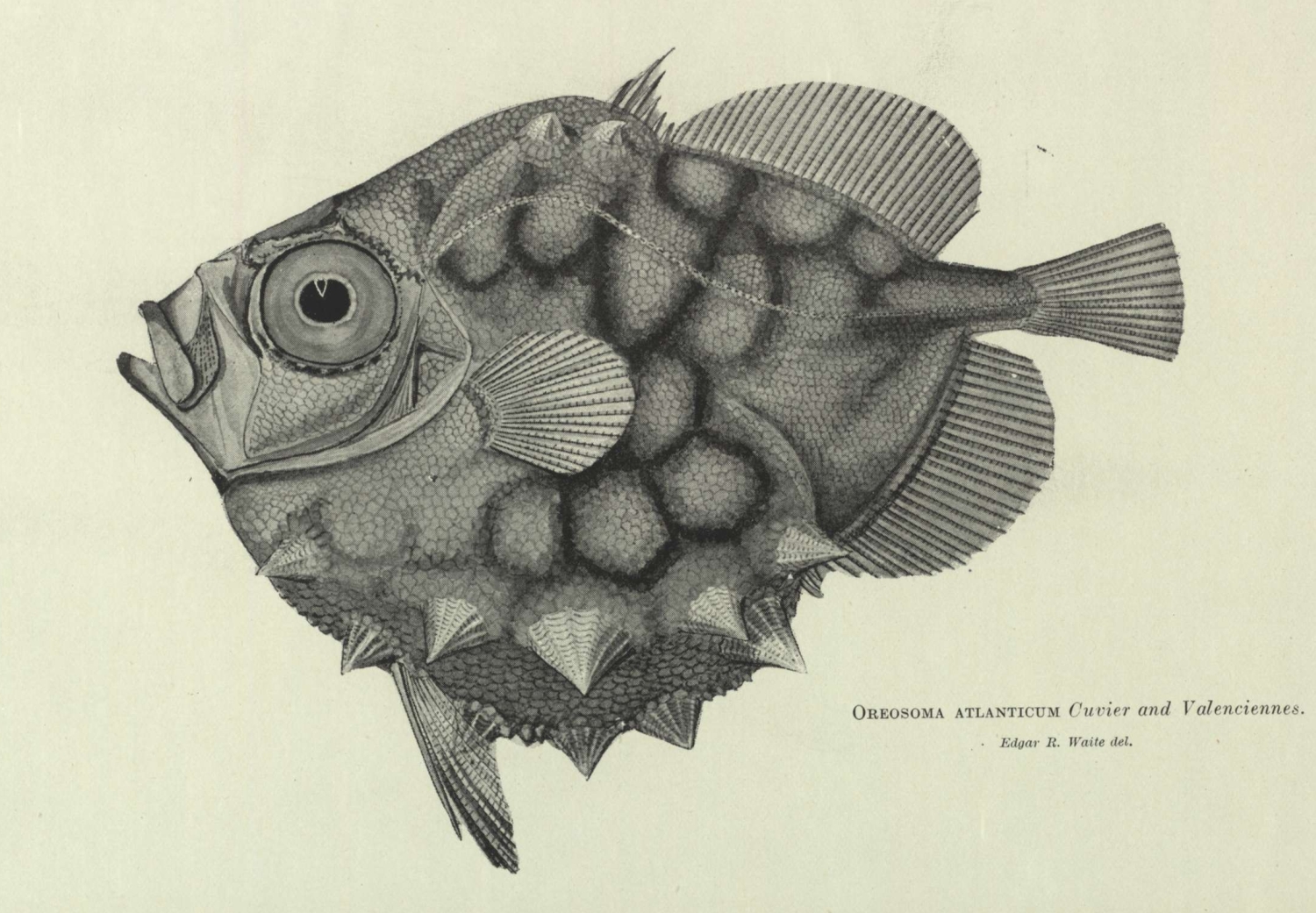 [Oreosoma+atlanticum+Cuvier+and+l'Valenciennes.+-+Volume+44,+1911.jpg]