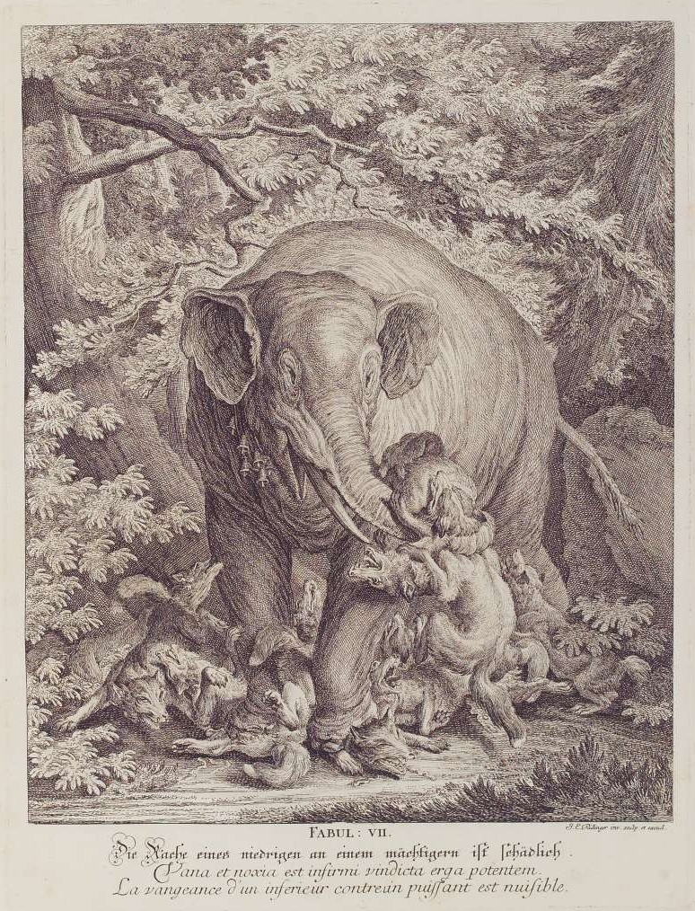 elephant strangling fox with trunk