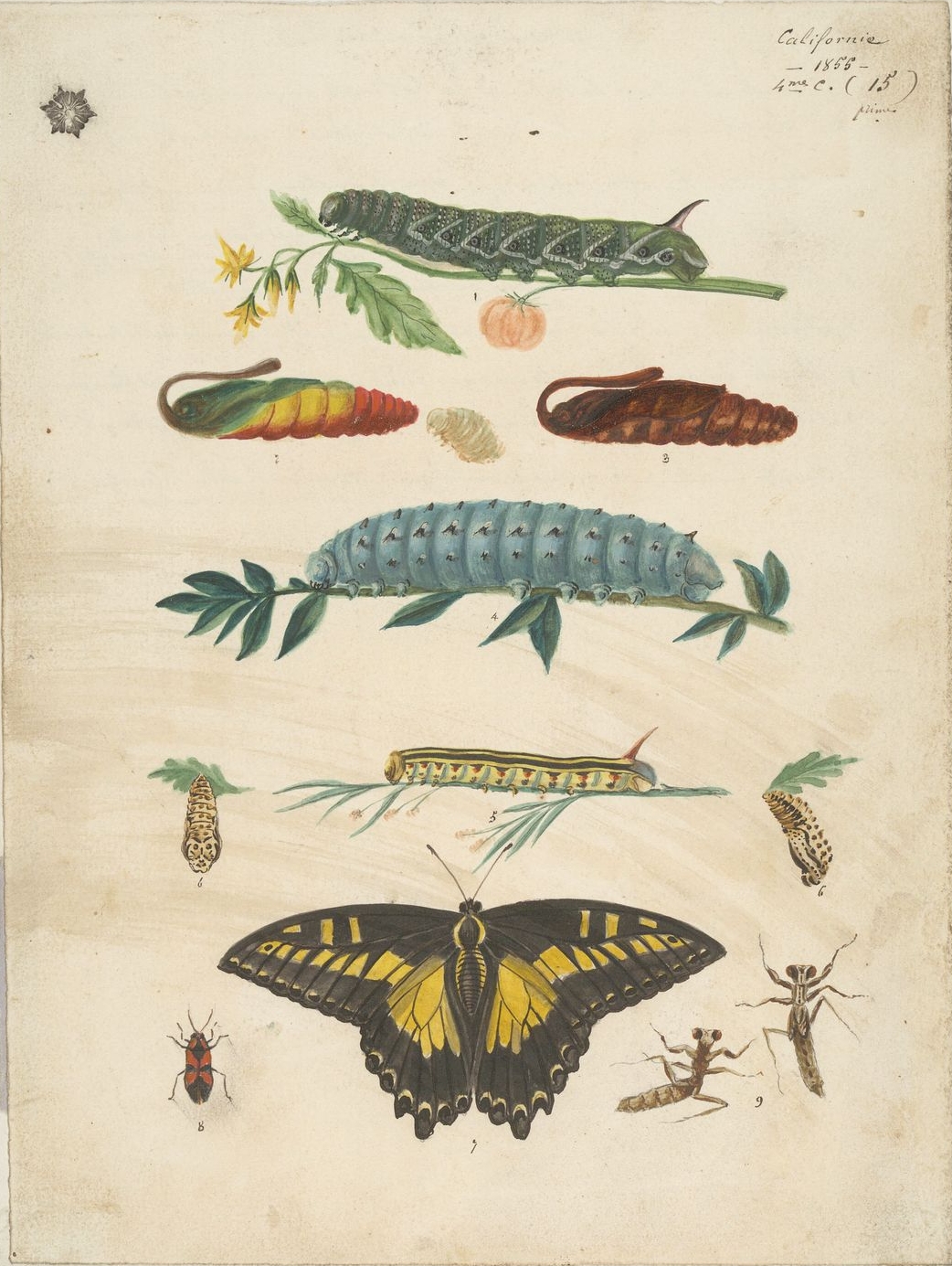 [Caterpillars,+chrysalises,+a+butterfly,+and+insects+of+California.jpg]