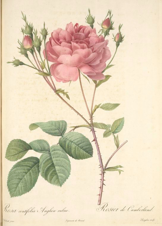 Rosa Centifolia Anglica
