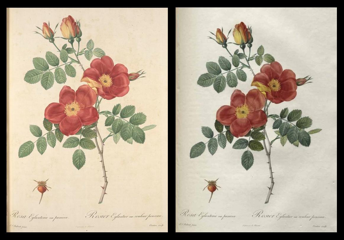 2 images of Rosa eglanteria