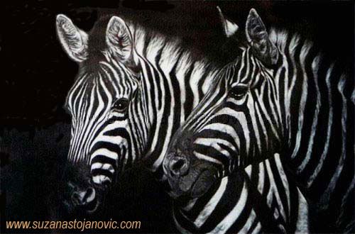 [Zebras.jpg]