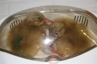 [Baby+ducks+in+incubator.bmp]