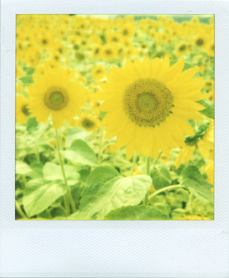 [0629_sunflower_manu.jpg]