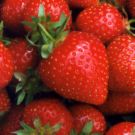 [Strawberries.jpg]