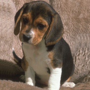 [beagle1.jpg]
