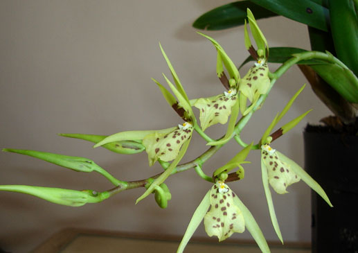 orquídea: Brassia aracnoide