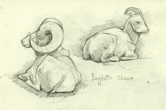 [bighorn-sheep.gif]