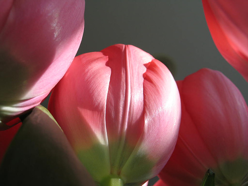 [pink+tulip+buds.jpg]