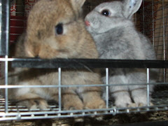 Photos from the Rabbitry