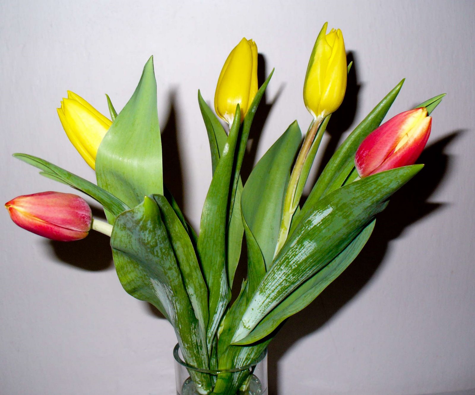 [tuliopa.jpg]
