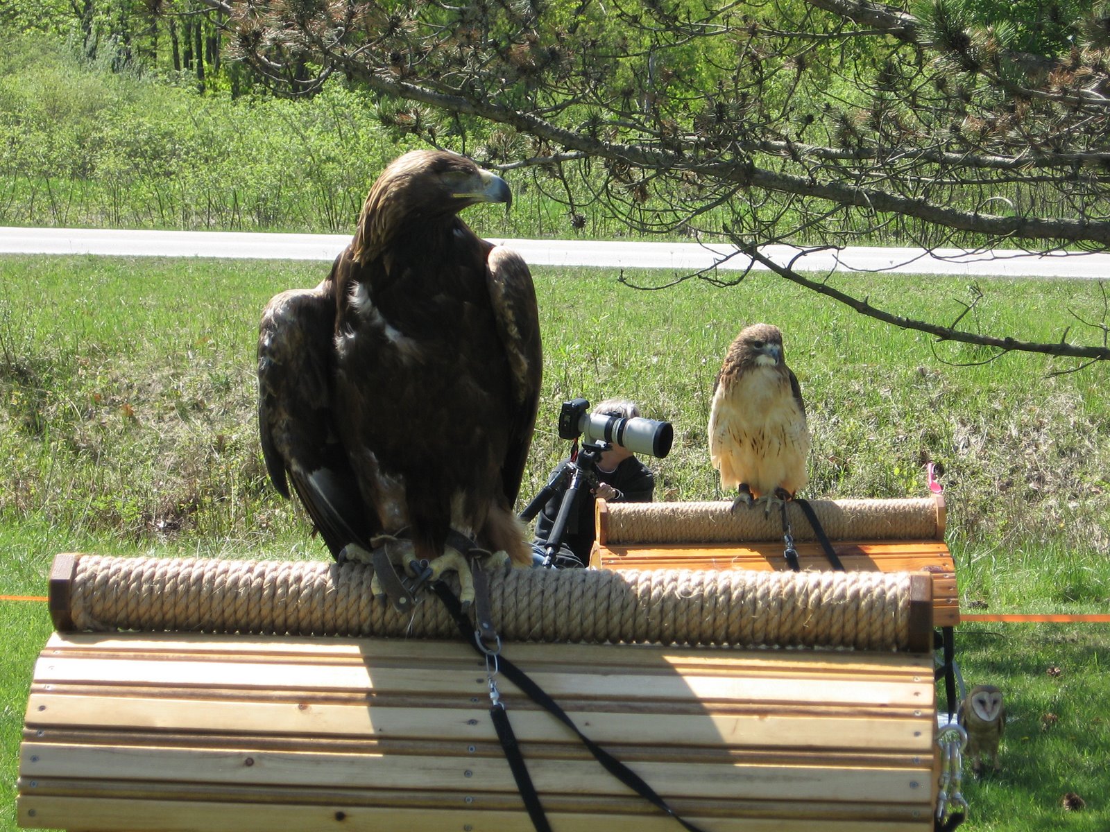 [Eagle_Golden+w+Red-tailed+Hawk.JPG]