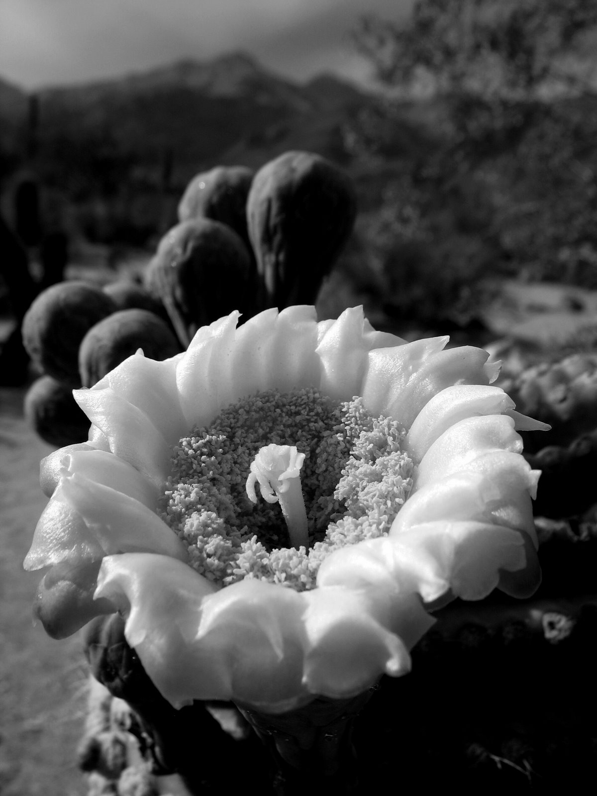[saguaro+bloom+b&w.jpg]