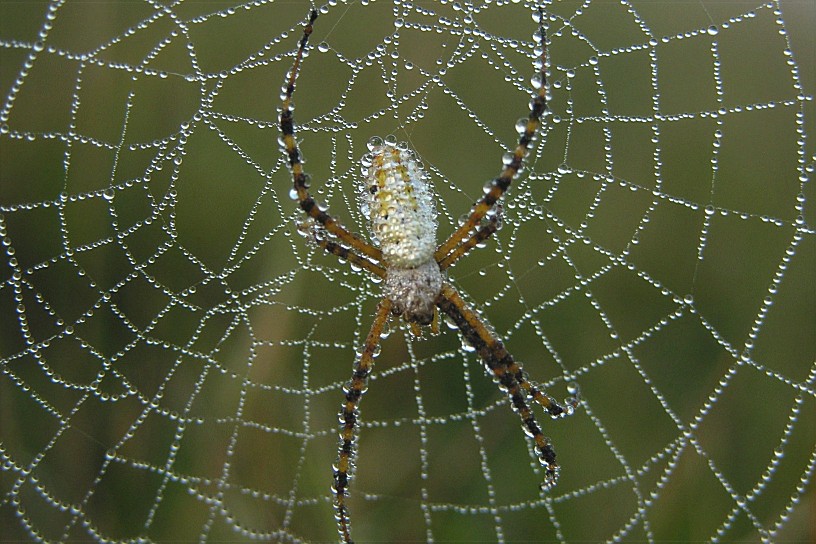 [spiderweb1.jpg]