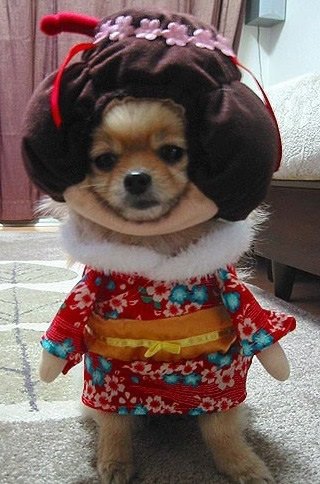 [geisha-dog.jpg]