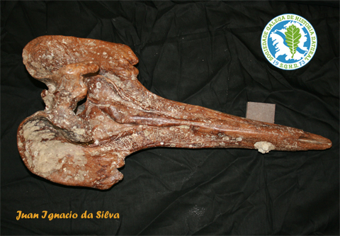 [Fósil+de+Hyperoodon+-+foto+Juan+Ignacio.jpg]