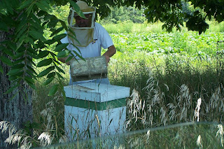 Inspecting a bee hive
