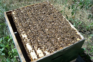 Lots of bees