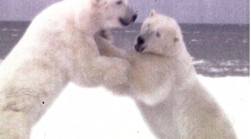 [Polar+Bears.jpg]