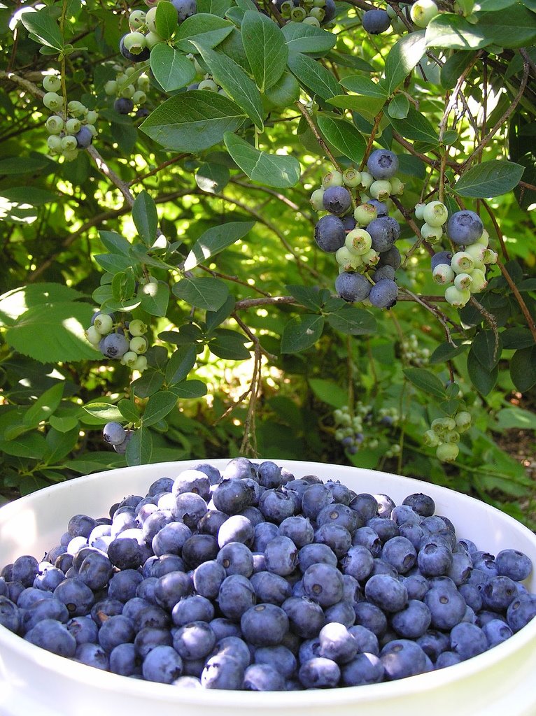 [blueberries+2.jpg]