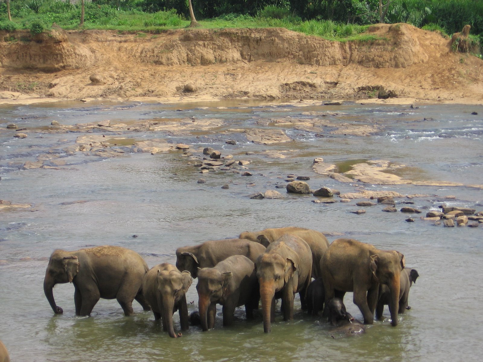 [Group+of+elephants+in+the+river.JPG]