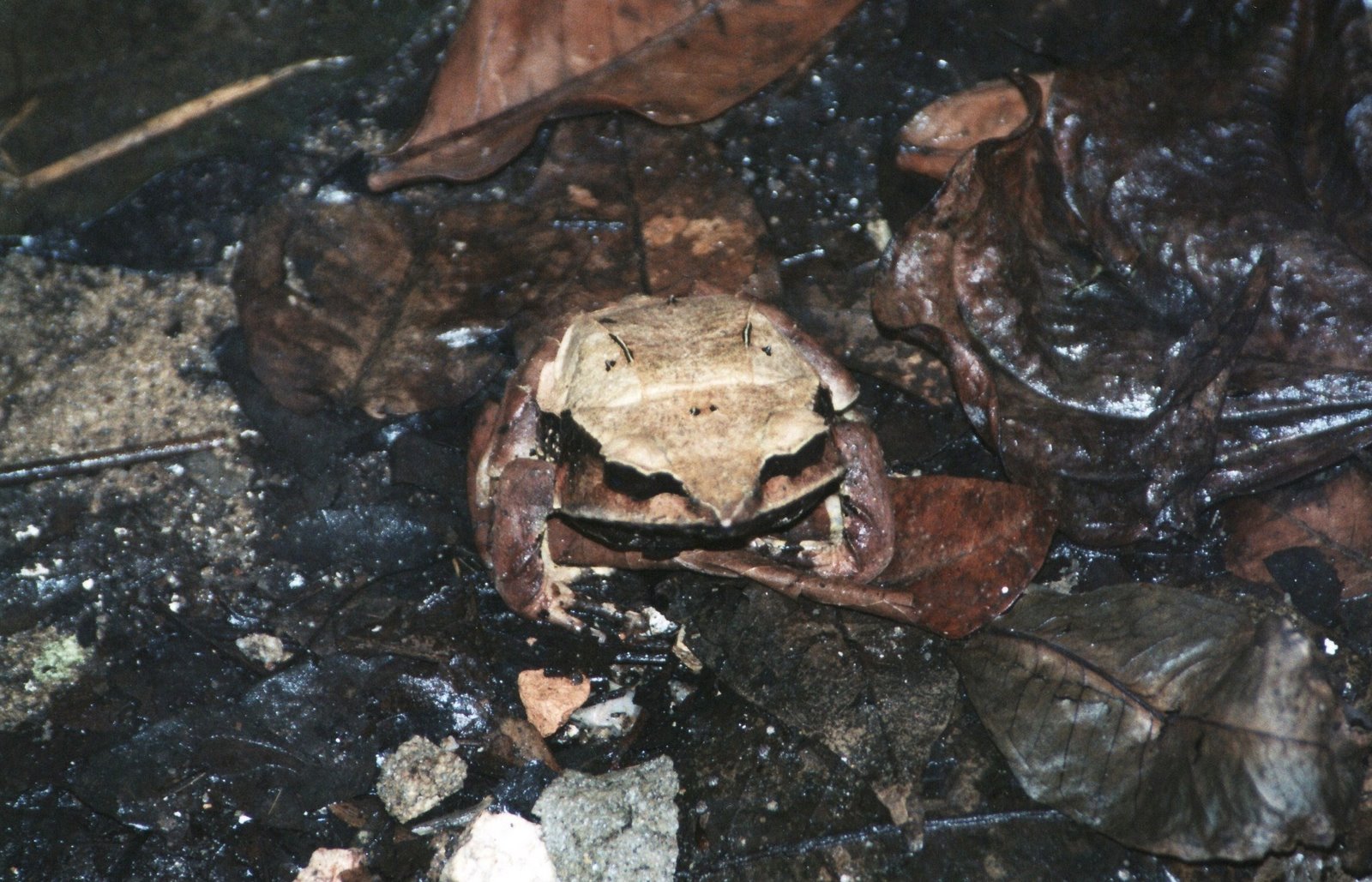 [IMG_0017-leaf+frog.jpg]