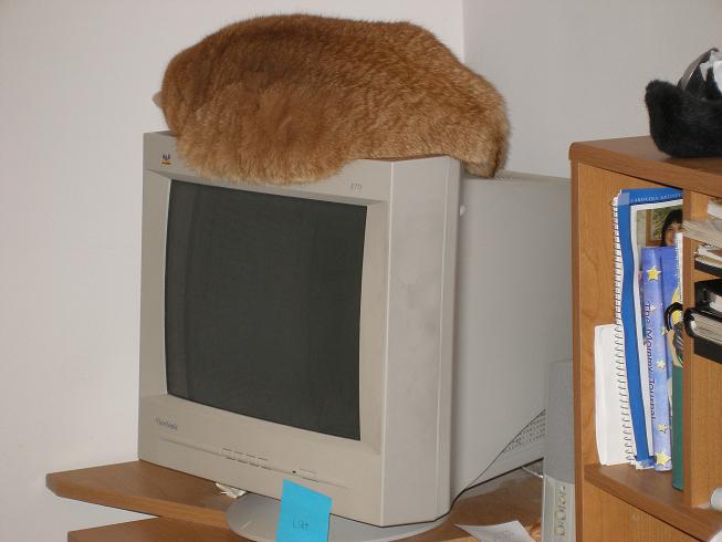 [cat+monitor.JPG]