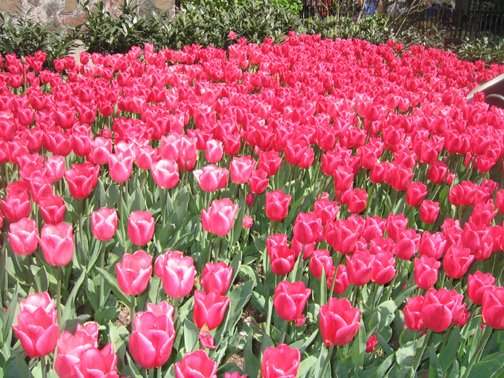 [tulips_in_NYC.jpg]