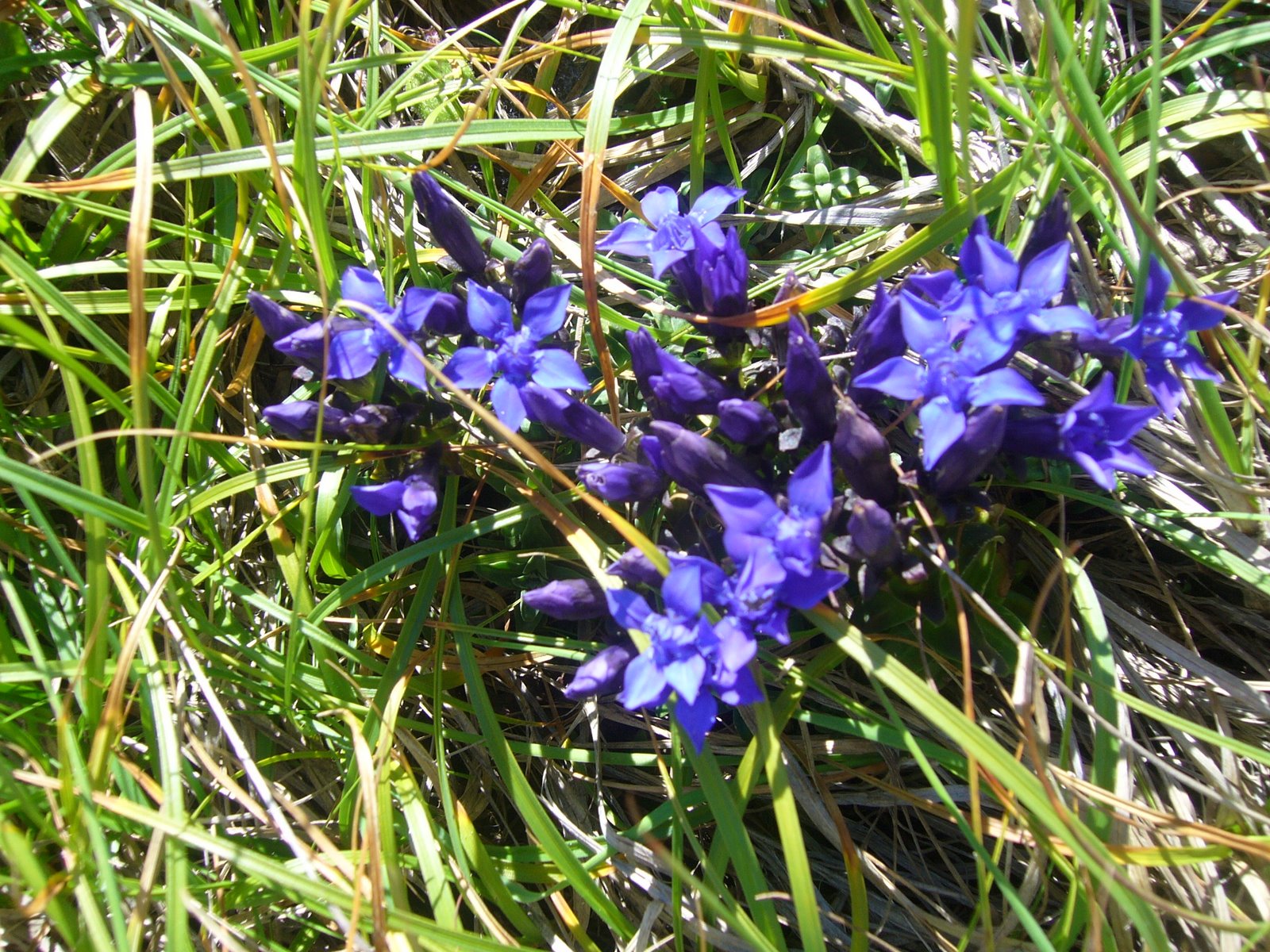 [purple+wildflower.JPG]