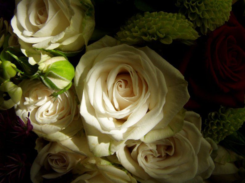 [Rosas+brancas+para+a+Mãe.jpg]