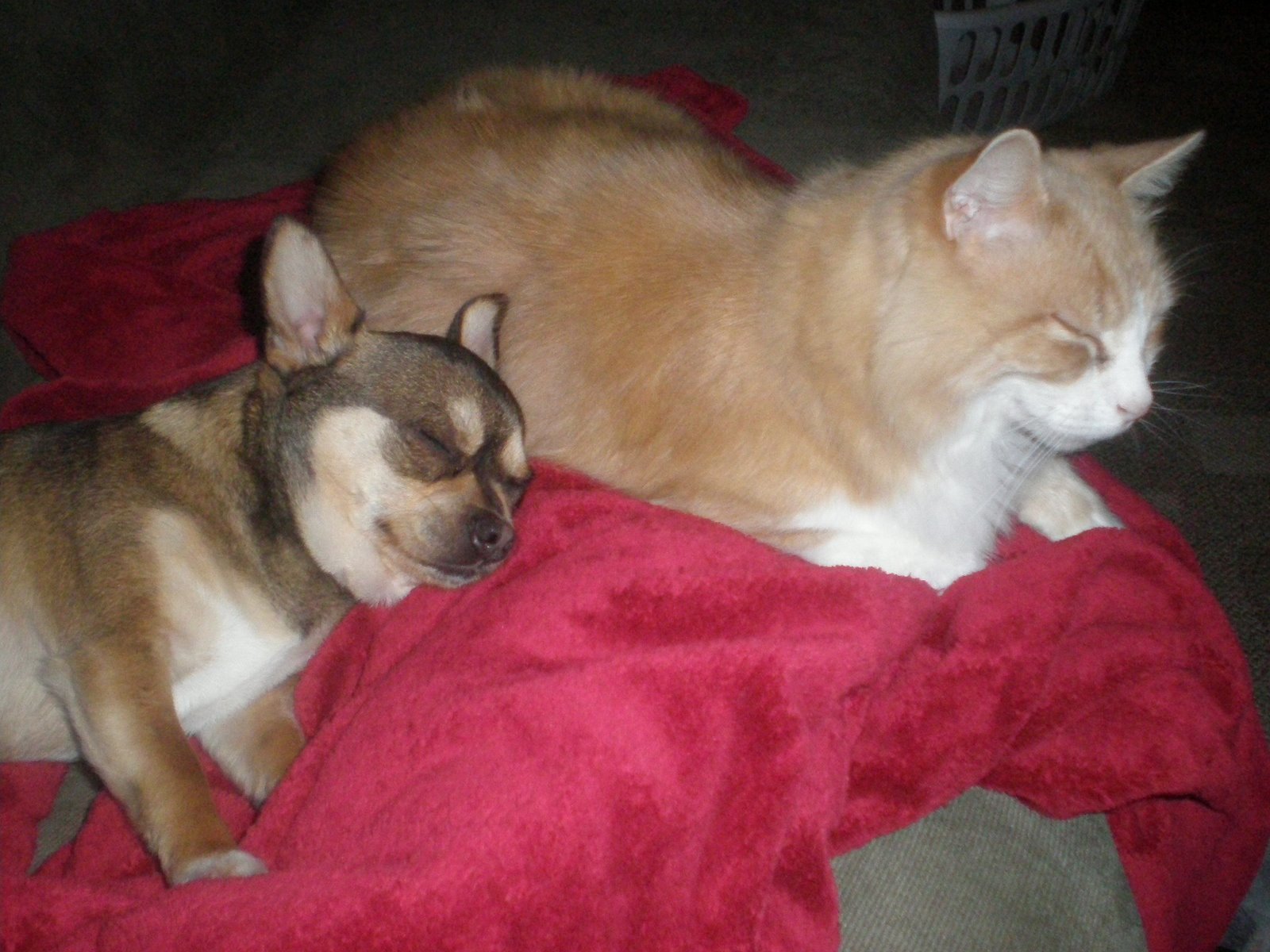 [Dogs+and+Cats+006.jpg]