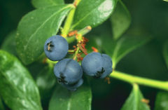 [240px-Blueberries.jpeg]