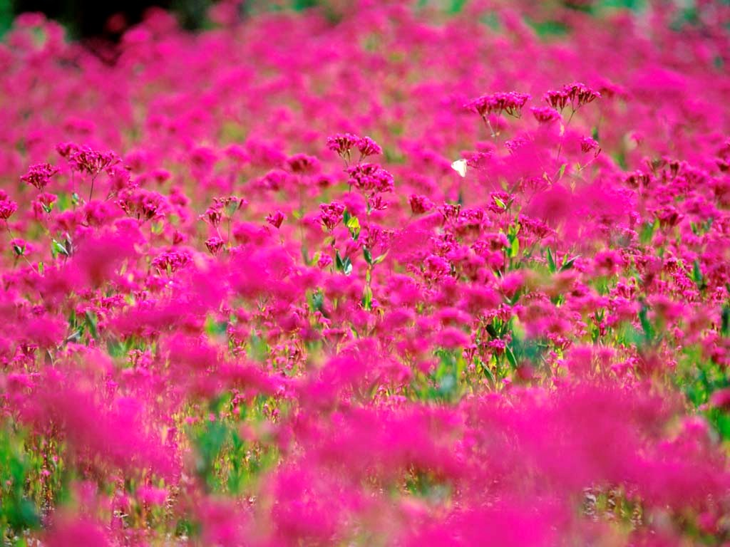 [Pink+Flowers+wallpaper+1024x768.jpg]