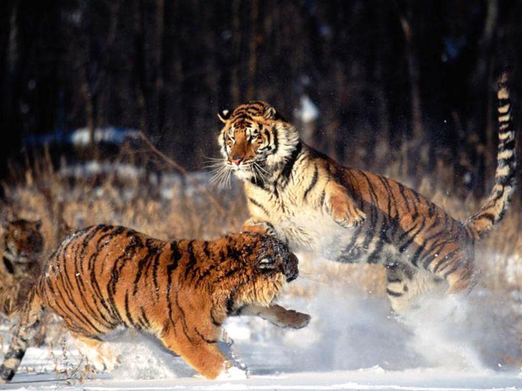 [Survival+of+the+strongest+tigers+wallpaper+1024x768.jpg]