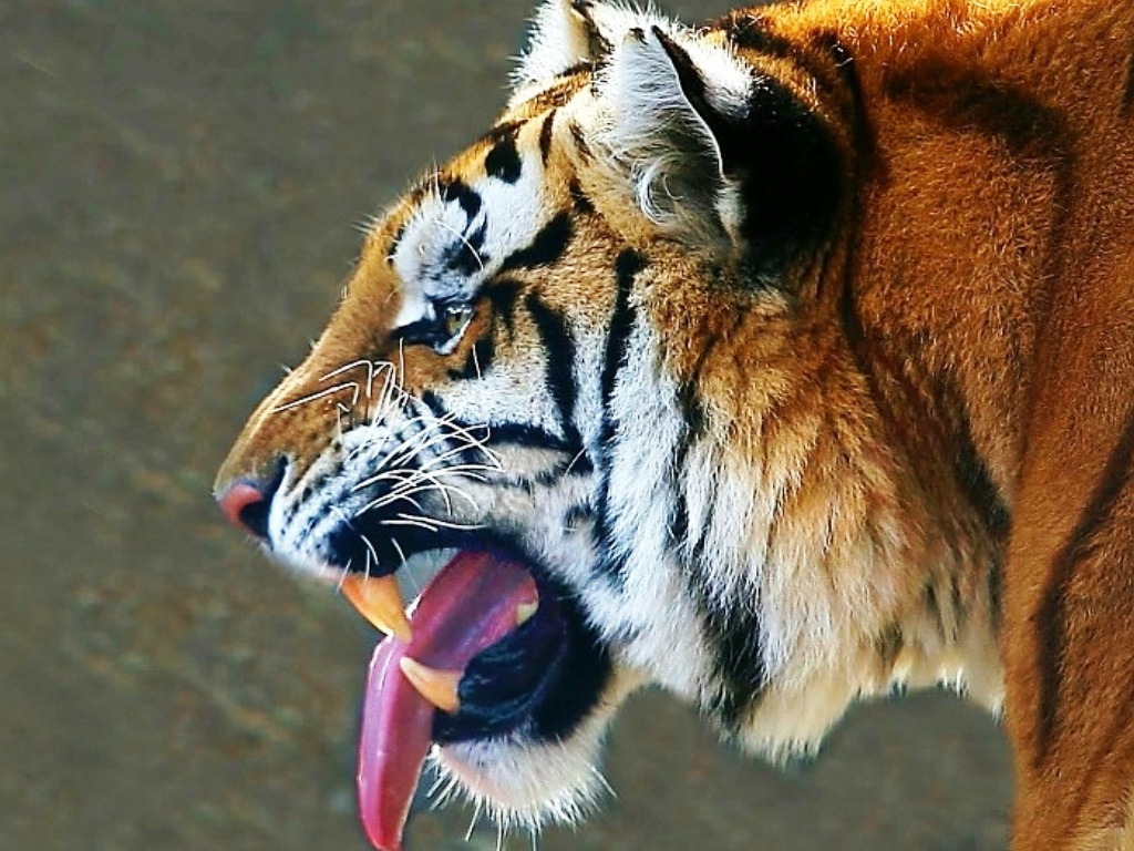 [Tiger+photos+1024x768+background.jpg]