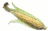 [corn_on_the_cob.png]
