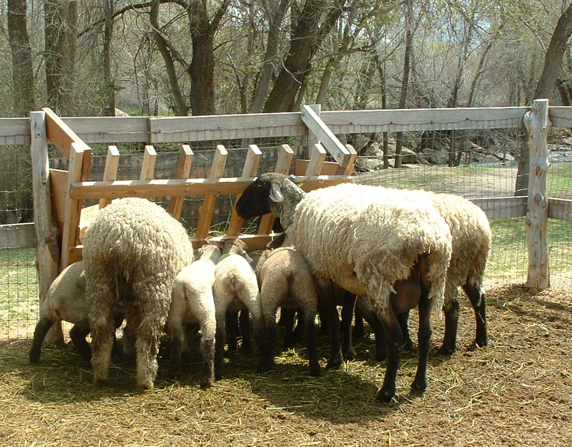 [Spring+Sheep+Feeding.JPG]