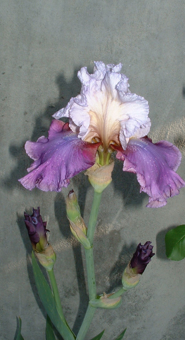[Iris+2-ton+Lavender+June+14.JPG]